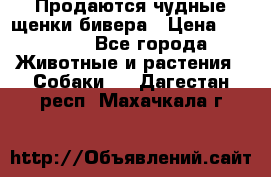 Продаются чудные щенки бивера › Цена ­ 25 000 - Все города Животные и растения » Собаки   . Дагестан респ.,Махачкала г.